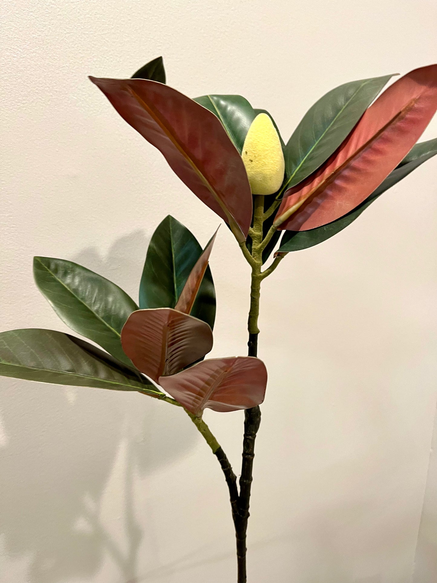 Magnolia stems