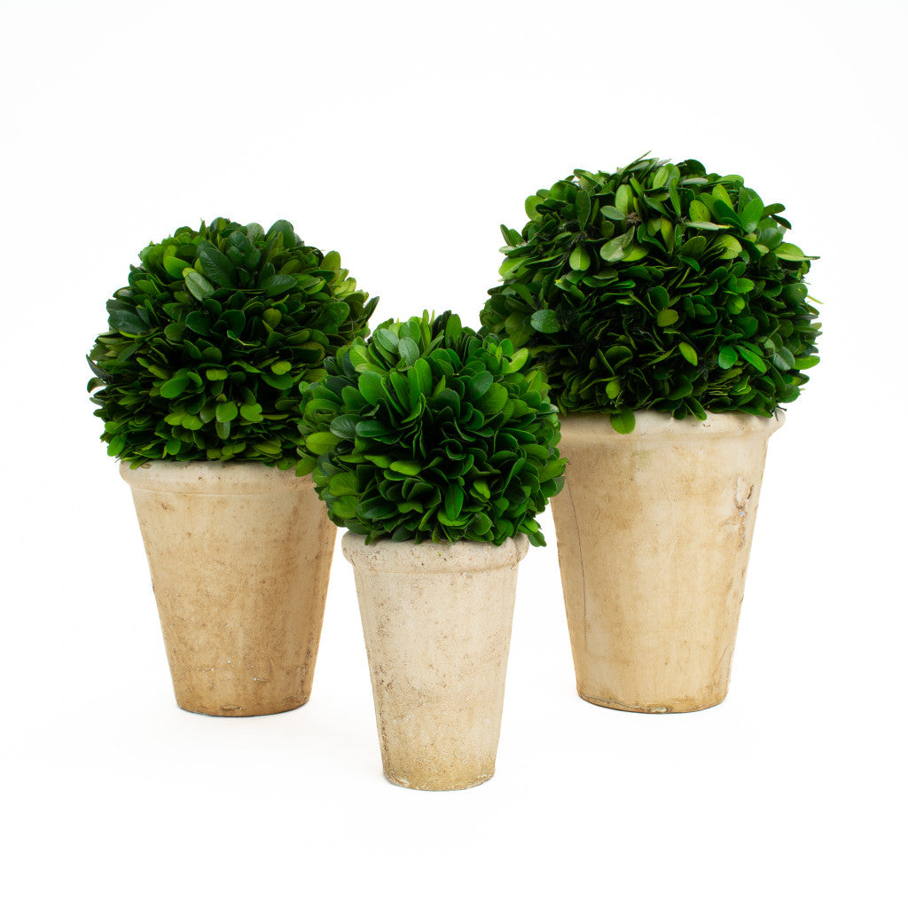 Boxwood Ball in a Pot - 7"