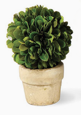 Mini Boxwood Topiary
