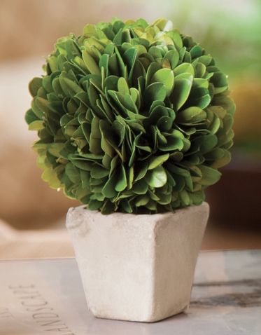 Mini Boxwood Topiary