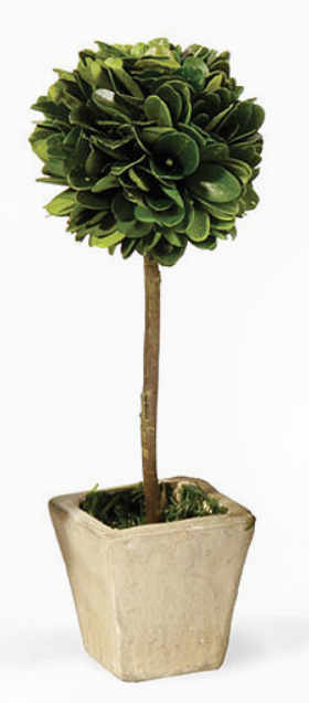 Mini Boxwood Topiary