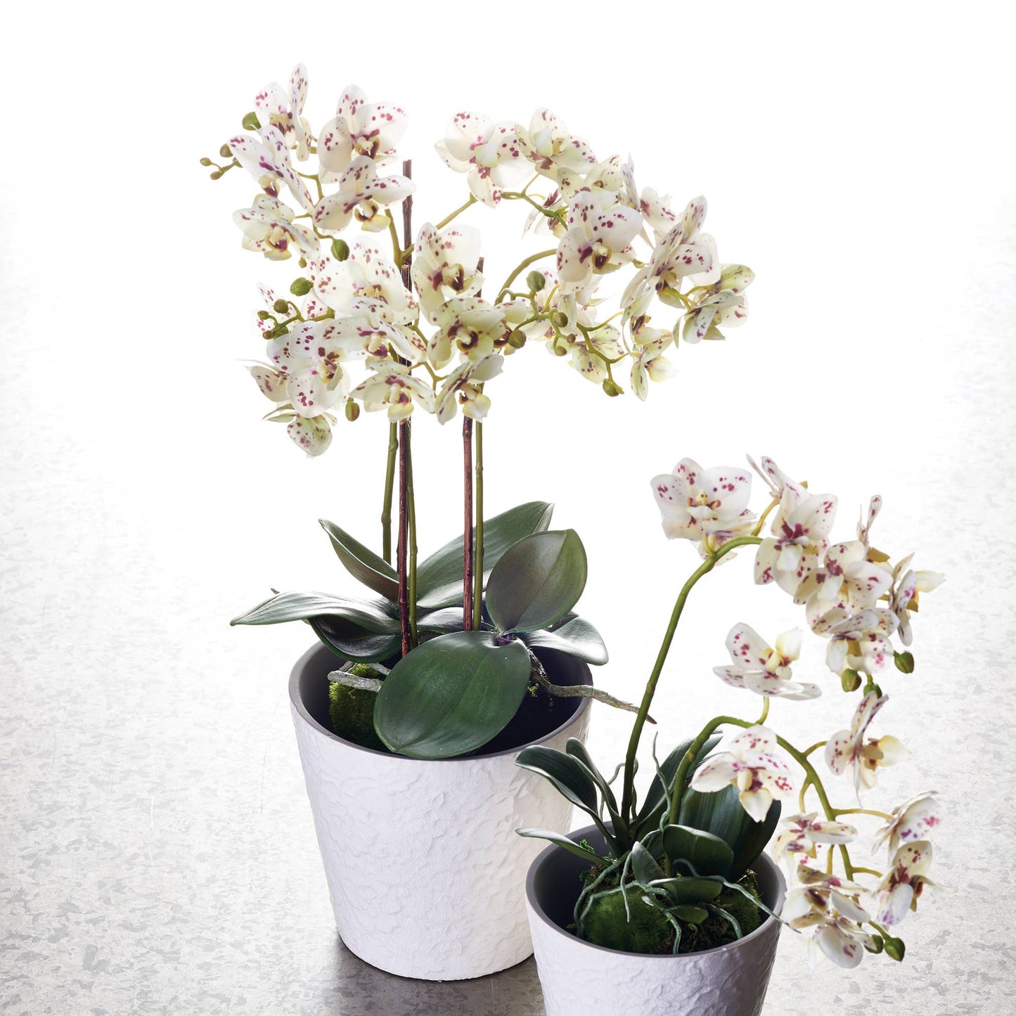 Phalaenopsis Orchid Drop In 20"