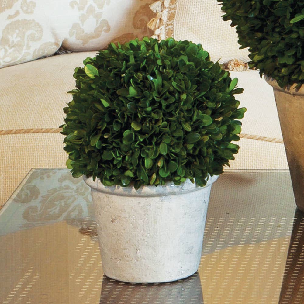 Boxwood in Pot - 8 inch