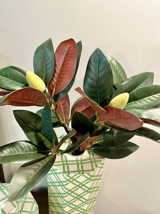 Magnolia stems