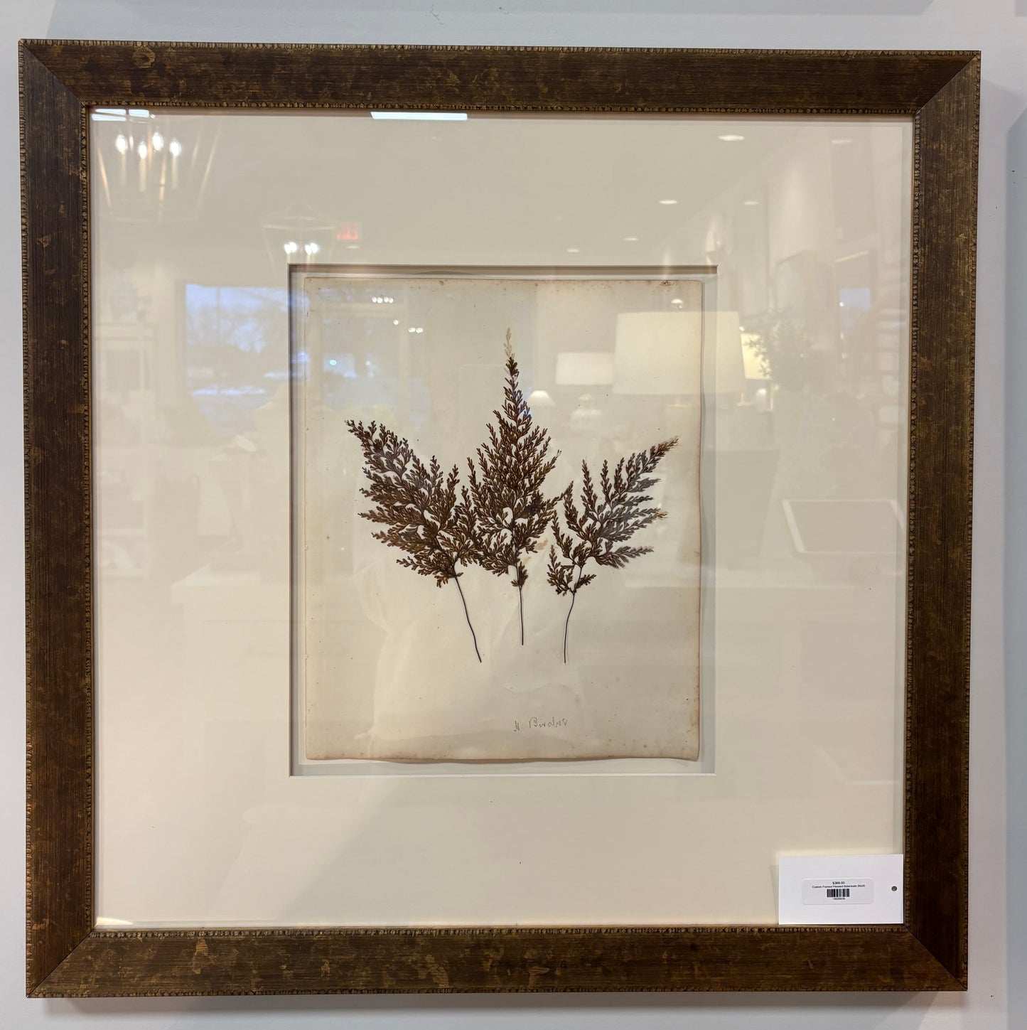 Custom Framed Pressed Botanicals 26x26