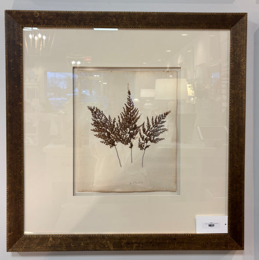 Custom Framed Pressed Botanicals 26x26