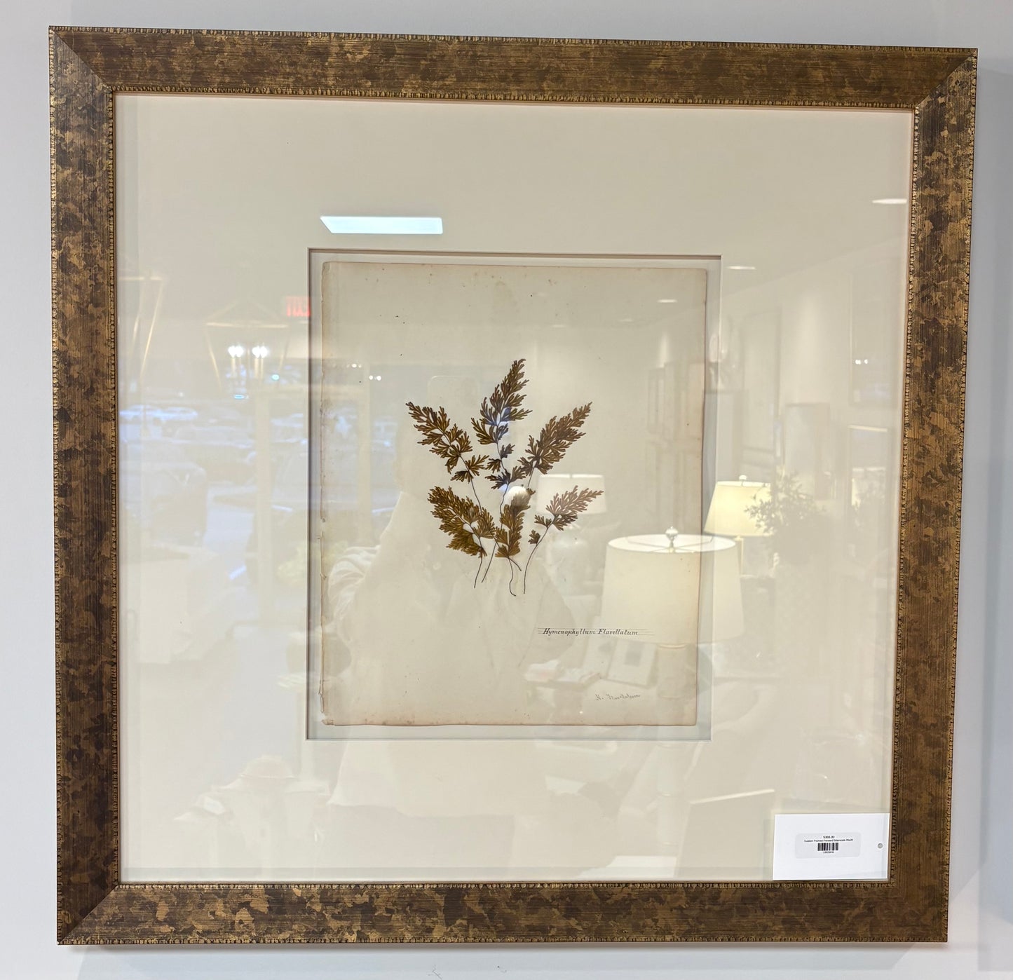 Custom Framed Pressed Botanicals 26x26