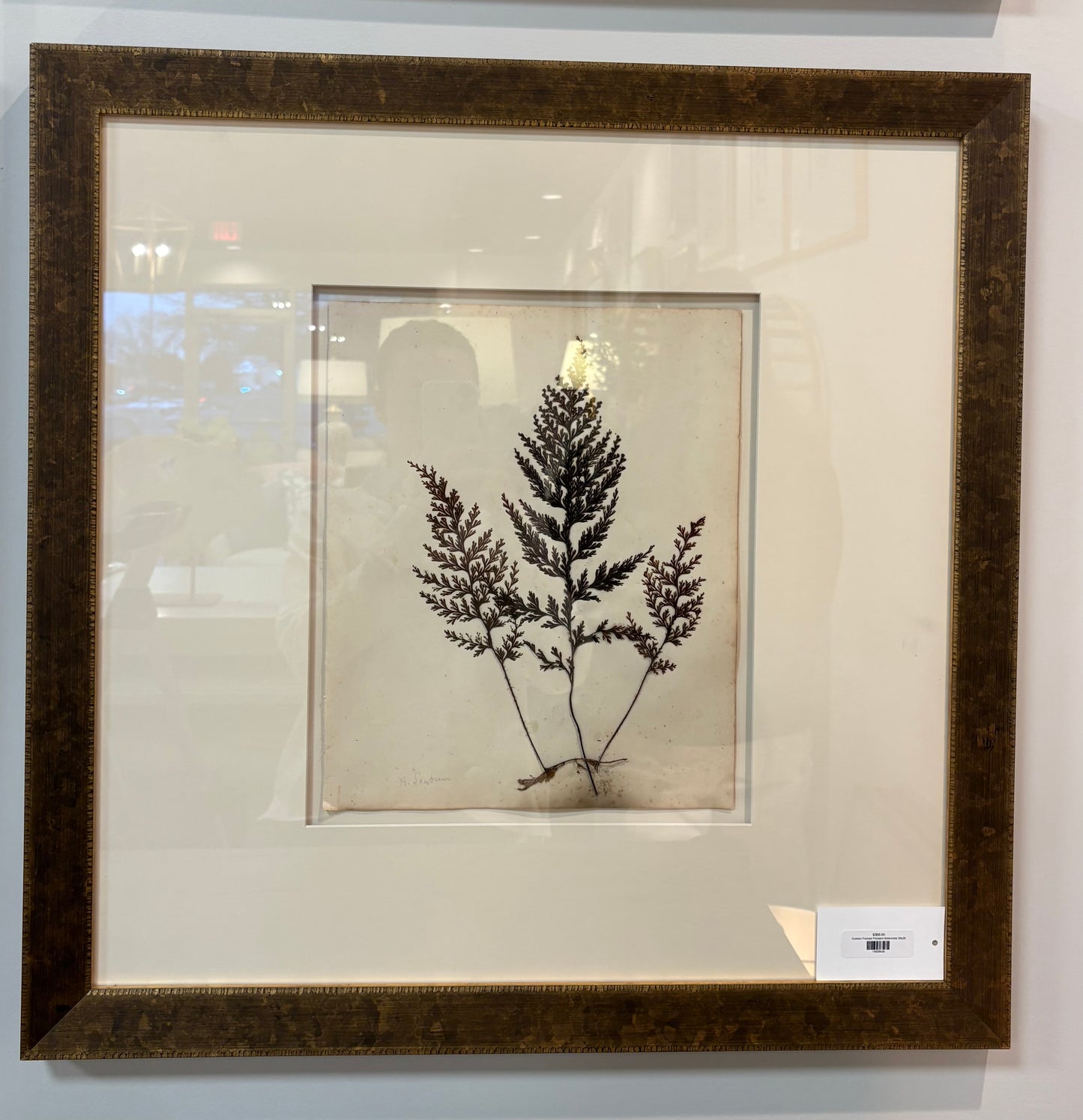 Custom Framed Pressed Botanicals 26x26