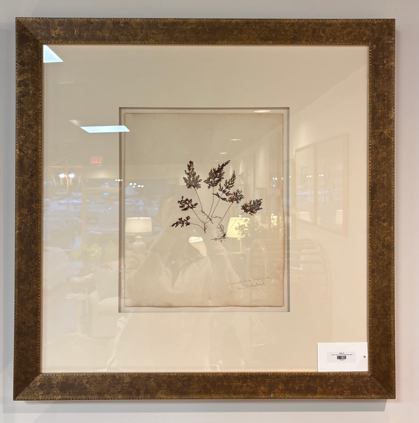 Custom Framed Pressed Botanicals 26x26