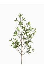 Coprosma Kirkii Spray