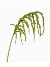 Amaranthus Hanging Spray