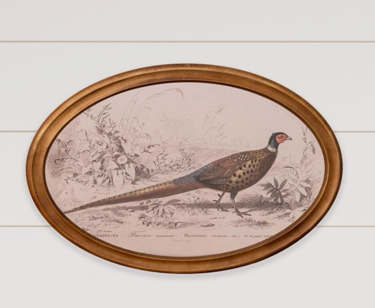 Framed Print - Pheasant