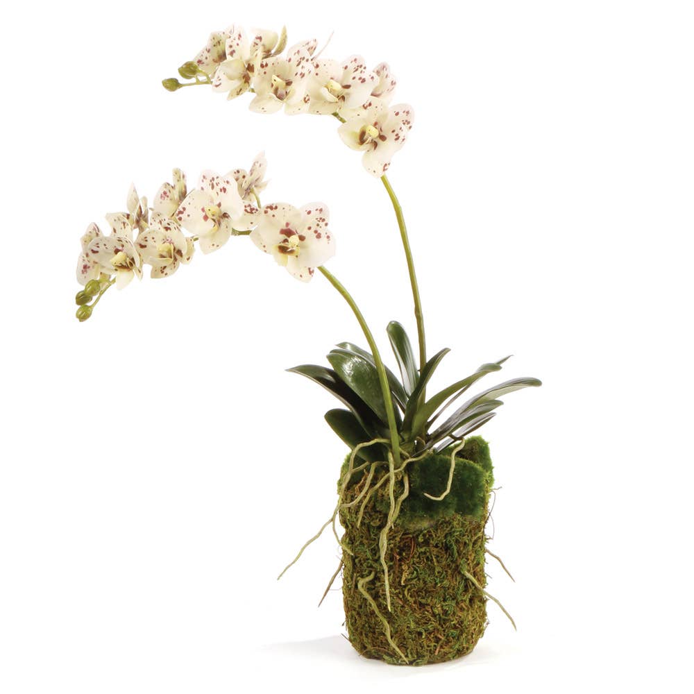Phalaenopsis Orchid Drop-In 16"