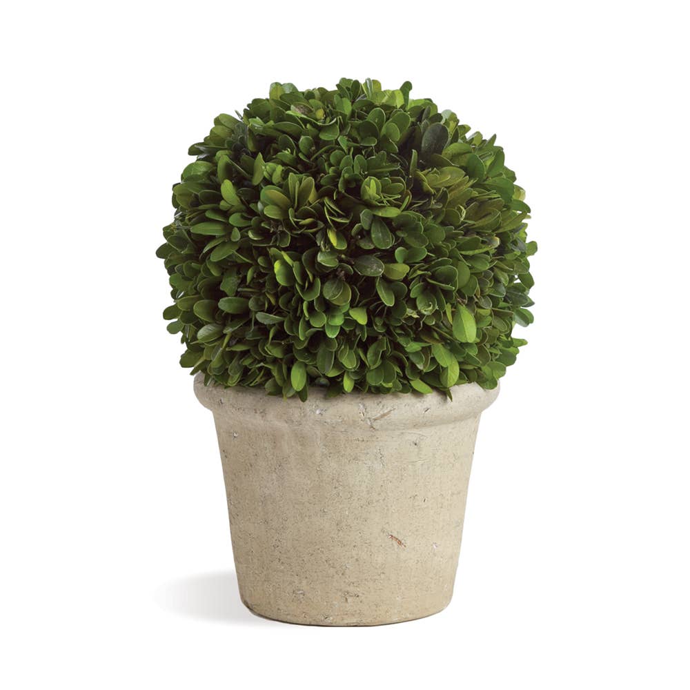 Boxwood in Pot - 8 inch