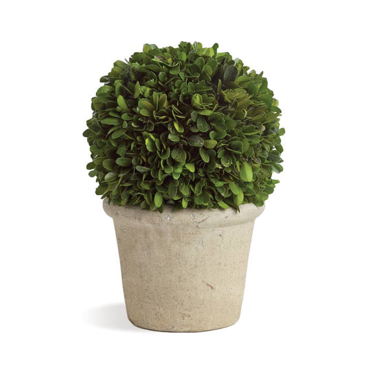 Boxwood in Pot - 8 inch