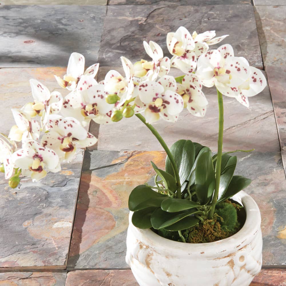 Phalaenopsis Orchid Drop-In 16"