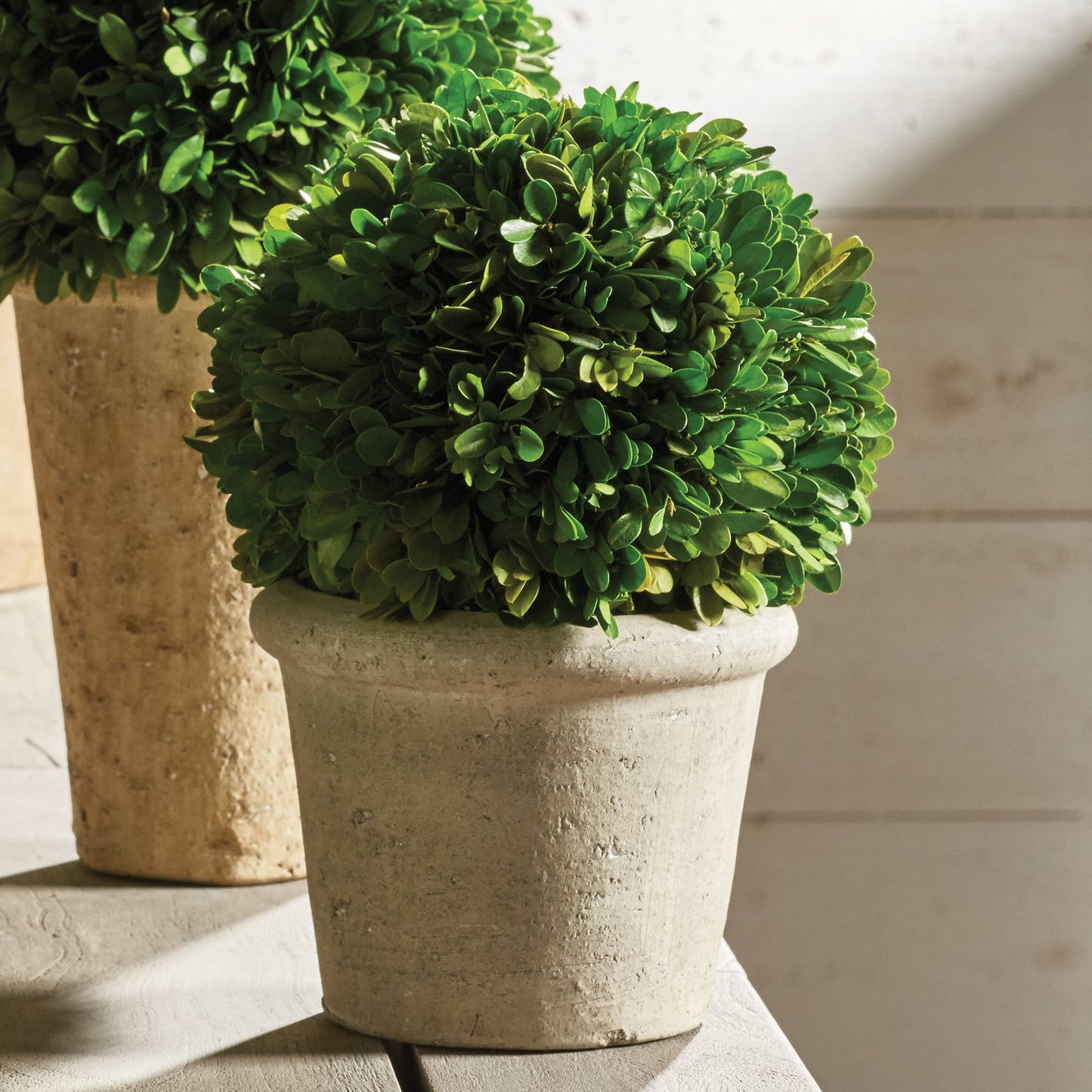 Boxwood in Pot - 8 inch