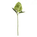 Cone Hydrangea Stem