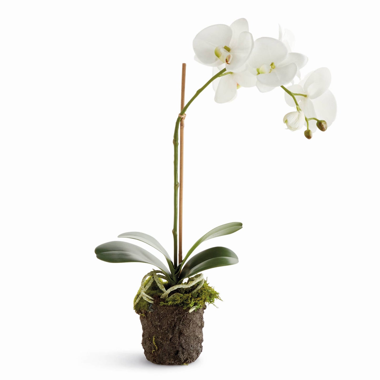 Tall Orchid Drop-In